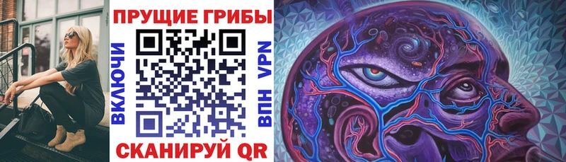 Купить  Тверь  Галлюциногенные грибы Psilocybine cubensis 
